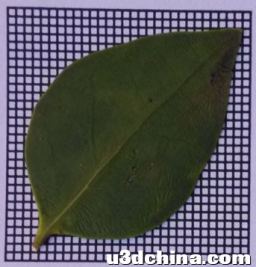 MATLAB图像处理植物叶片面积计算