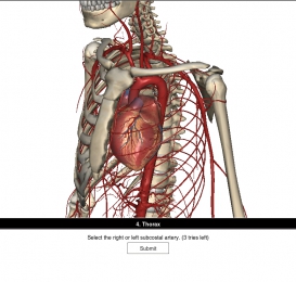人体解剖虚拟仿真